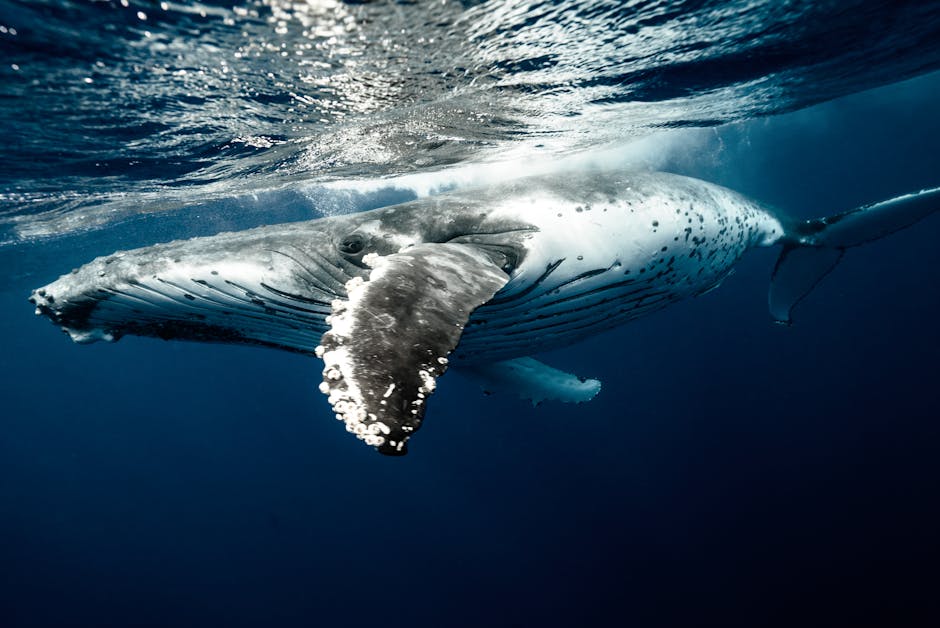 pexels-photo-4666750-4666750-1 A stunning view of a humpback whale gracefully swimming underwater in the clear blue waters of Tonga.